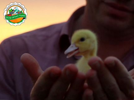 Кролик копчённый