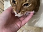Вязка абиссинского кота объявление продам