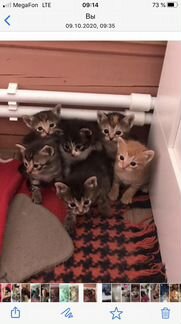 Полубобтейлы-котята