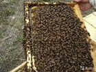 Пчелопакеты с 15.04.22. будут В наличии объявление продам