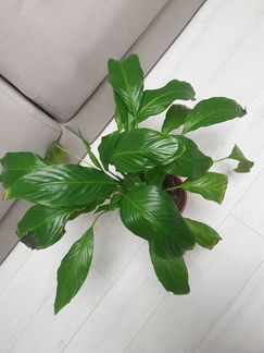 Спатифиллум