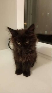 Котята