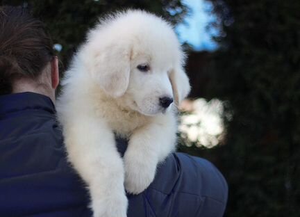 Маремма Миросвет Грэйт