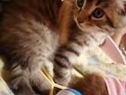 Сибирская котята в добрые руки объявление продам
