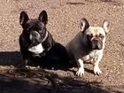 Собаки щенки французского бульдога объявление продам