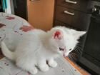 Турецкая van кошка объявление продам