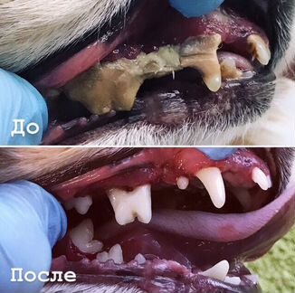 Ультразвуковая чистка зубов собакам без наркоза