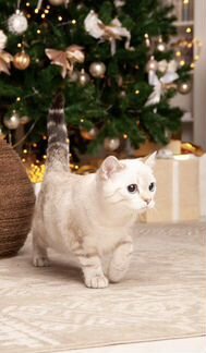 Котёнок британец голубоглазый