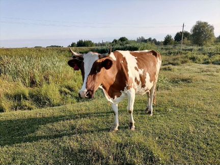 Коровы дойные молочные - фотография № 2