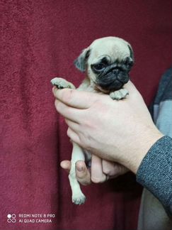 Мопс девочки