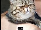 Экзотический кот (вязка)