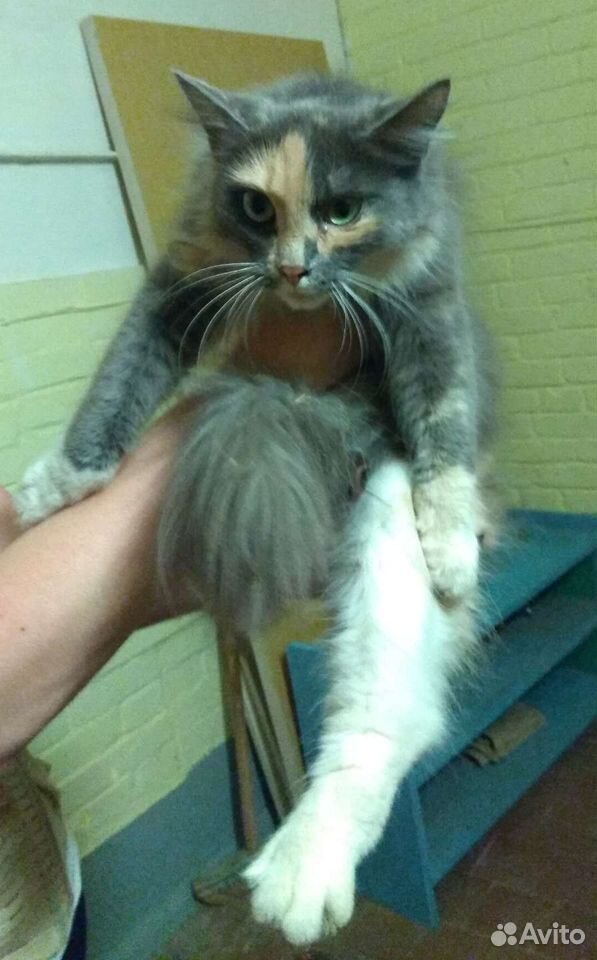 Кошка