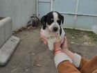 Собака в добрые руки кокер-спаниель объявление продам