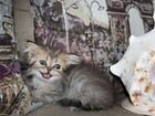Шотландские котята из питомника объявление продам