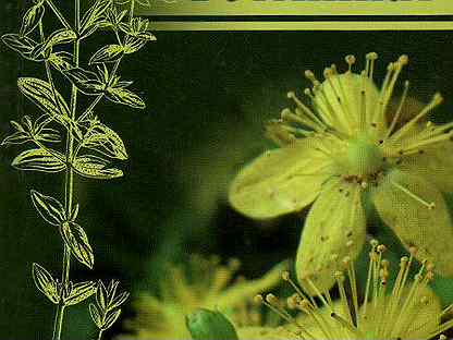 Тест по ботанике. Ботаника тесты с ответами. Егэ задания по ботанике. Задачи по ботанике 5 класс. Тест ботаника.