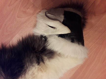 Воротник из канадской лисы