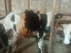 Коровы дойные