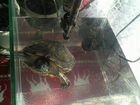 Крсаноухая черепаха объявление продам