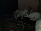 Кролики рекс объявление продам