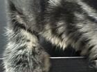 Котята мейн-кун полидакт объявление продам