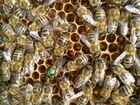Матки (пчелиные) от селекционного материала объявление продам