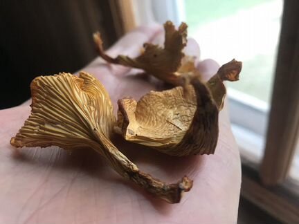 Грибы Лисички Сушеные / Порошок / Капсулы 2020