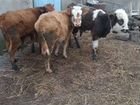 Коровы телята и бычки объявление продам