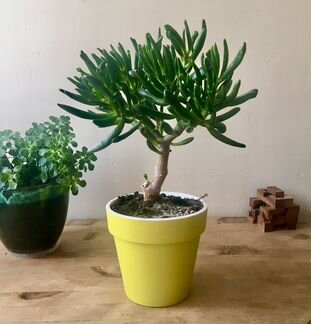 Суккуленты