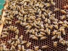 Продаём 10 пчелиных семей с ульями