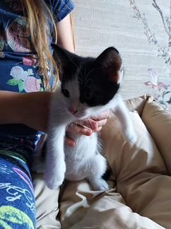 Продаем котят