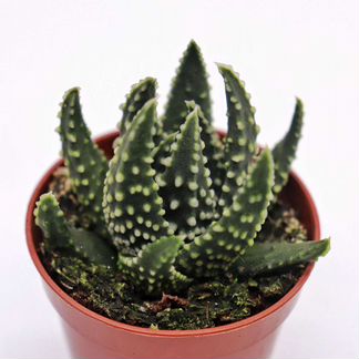 Хавортия Пумила