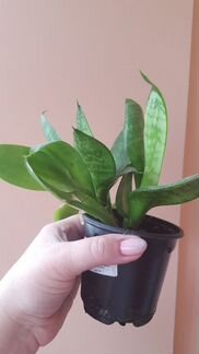 Сансевиерия, Бальзамин махровый