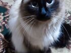 Сиамский кот вязка (Невская маскарадная)