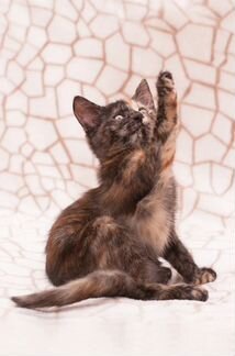 Котенок девочка луна
