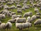 Овцы и бараны