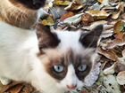 Красивый сиамский (тайский) котик, похожий на кота объявление продам