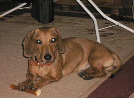 Передержка питомцев