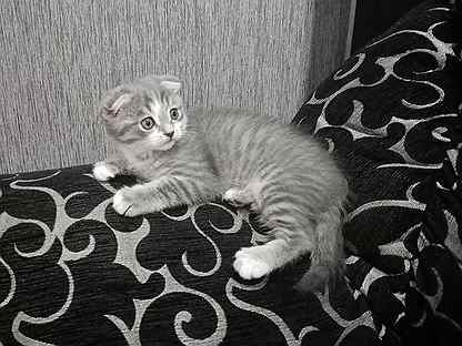 котята бузулук