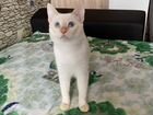 Вязка тайский кот