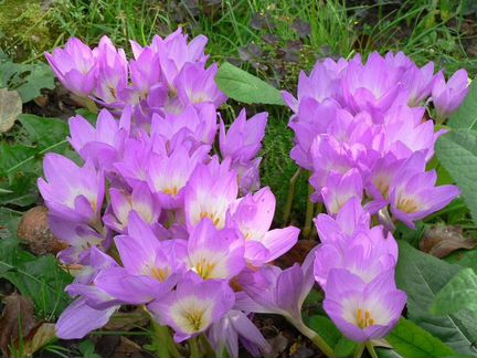 Безвременник(Осенний Крокус)