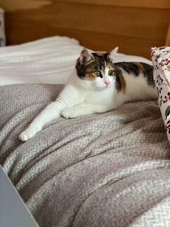 Кошка в добрые руки