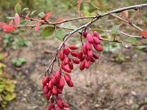 Съедобен ли барбарис. Macrocarpa барбарис обыкновенный. Барбарис обыкновенный окс. Болотный барбарис. Съедобен ли барбарис.