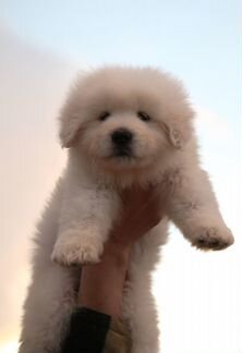 Девочка мареммо-абруцкой овчарки