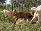 Козочки и коза дойная нубийцы объявление продам