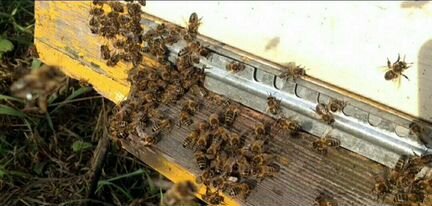Пчелосемьи среднерусские (местные) - фотография № 1