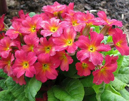 Примула многолетняя