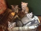 Четыре милых котенка ищут самых заботливых хозяев