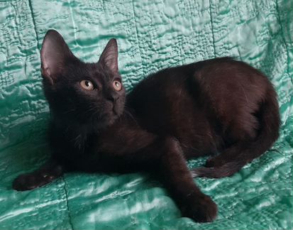 Чёрный котёнок болтун в дар