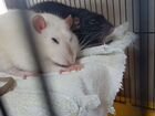 Крысы с клеткой объявление продам