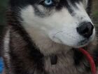 Найдена собака Сибирский хаски